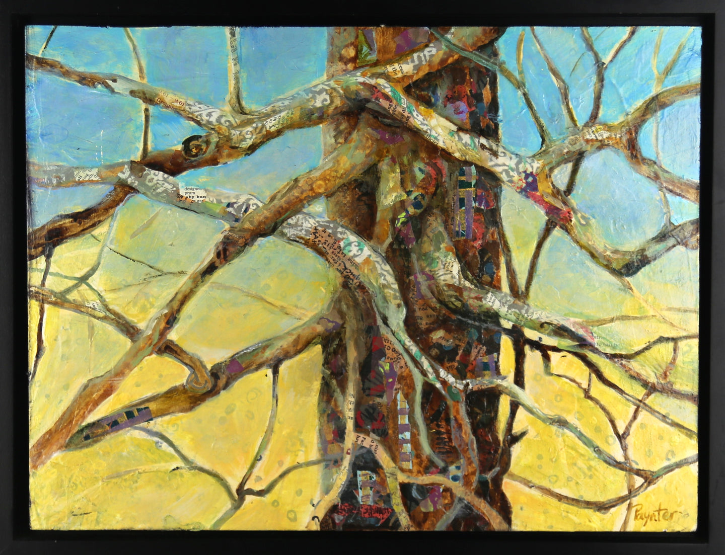 American Beech Tree