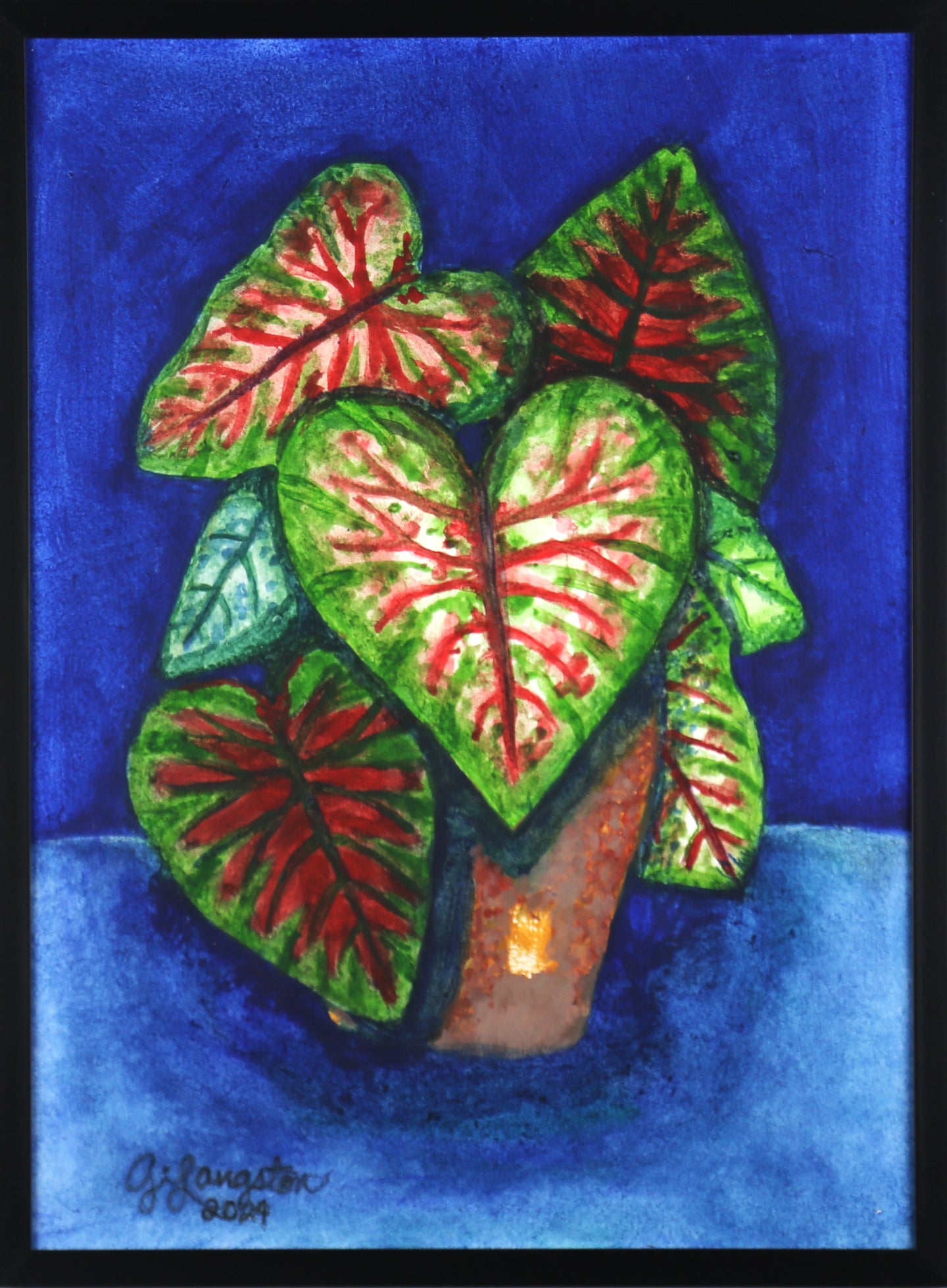 Caladium