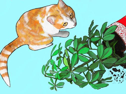 Cats Vs Plants Poster Print